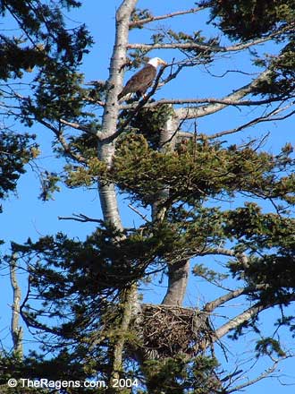 Bald Eagle With Nest
