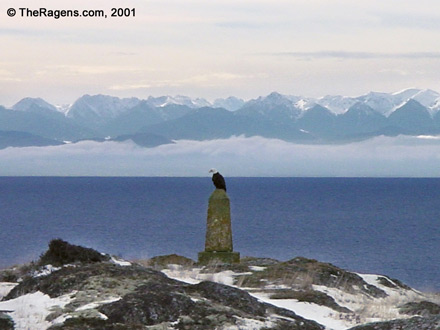 Bald Eagle at Pile Point