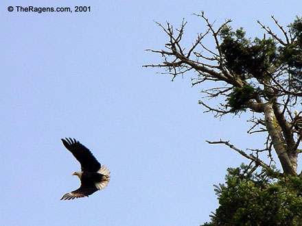 Bald Eagle Aloft