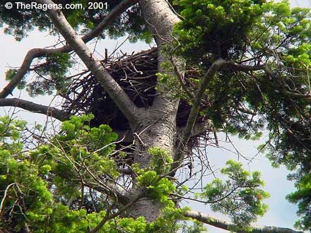 Bald Eagle Nest