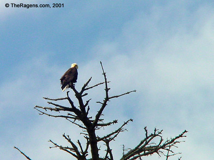 Bald Eagle In Tree