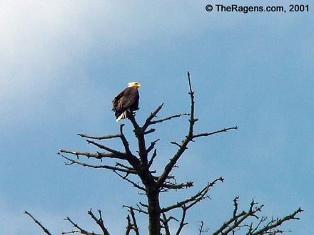 Bald Eagle In Tree