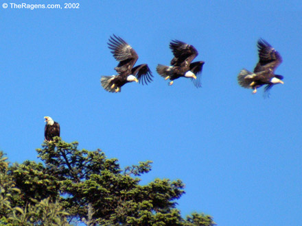 Bald Eagle Flight Sequence