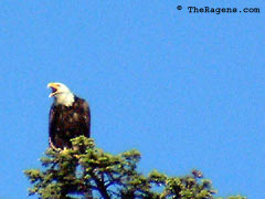 Bald Eagle Flight Sequence, Frame 1