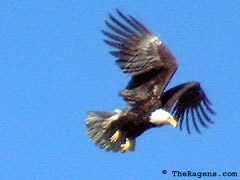 Bald Eagle Flight Sequence, Frame 2