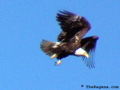 Bald Eagle Flight Sequence, Frame 3