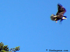 Bald Eagle Flight Sequence, Frame 4