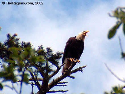 Bald Eagle on Tree