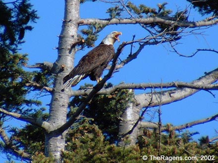 Bald Eagle In Profile