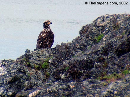 Juvenile Bald Eagle