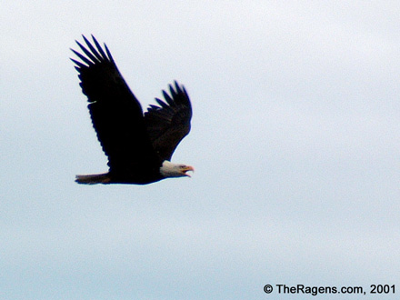 Bald Eagle Aloft