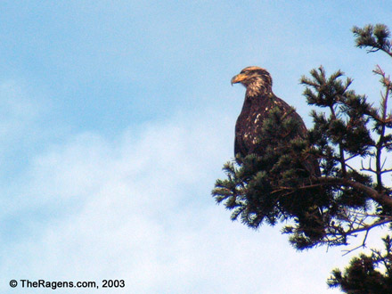 Juvenile Bald Eagle In Tree