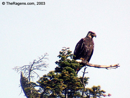 Juvenile Bald Eagle In Tree