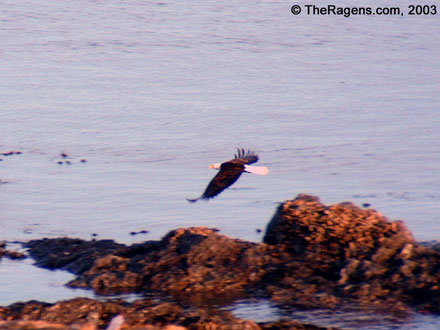 Bald Eagle Over The Coastline