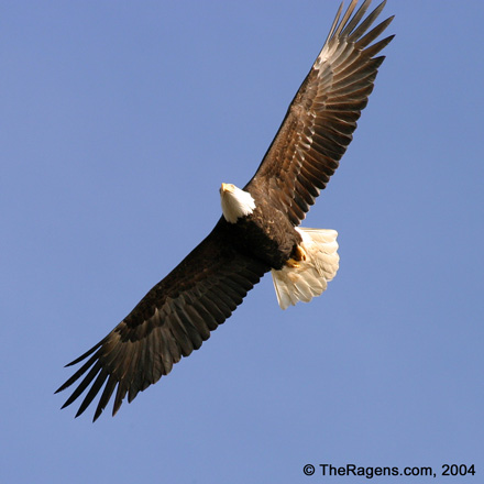 Bald Eagle Circling and Soaring