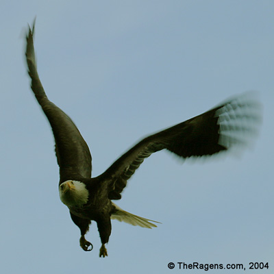 Bald Eagle Aloft