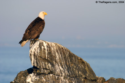 Bald Eagle on The Rock or Bald Eagle on Shit-Stained Rocks