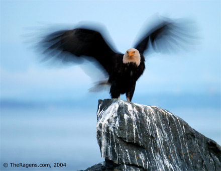 Bald Eagle Landing With Wing Movement