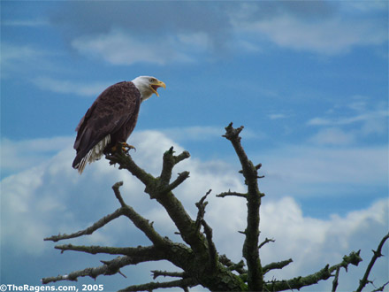 Bald Eagle Perch