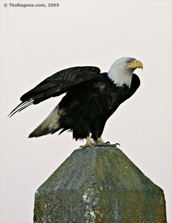 Bald Eagle Ready For Flight