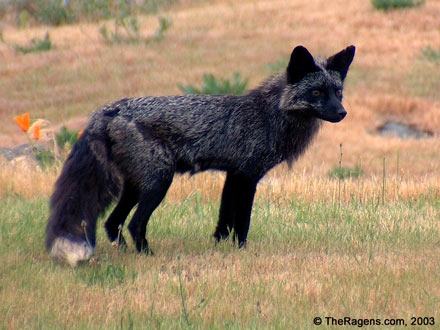 red fox sitting. Red Fox, In Profile