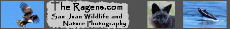 San Juan Wildlife Photography